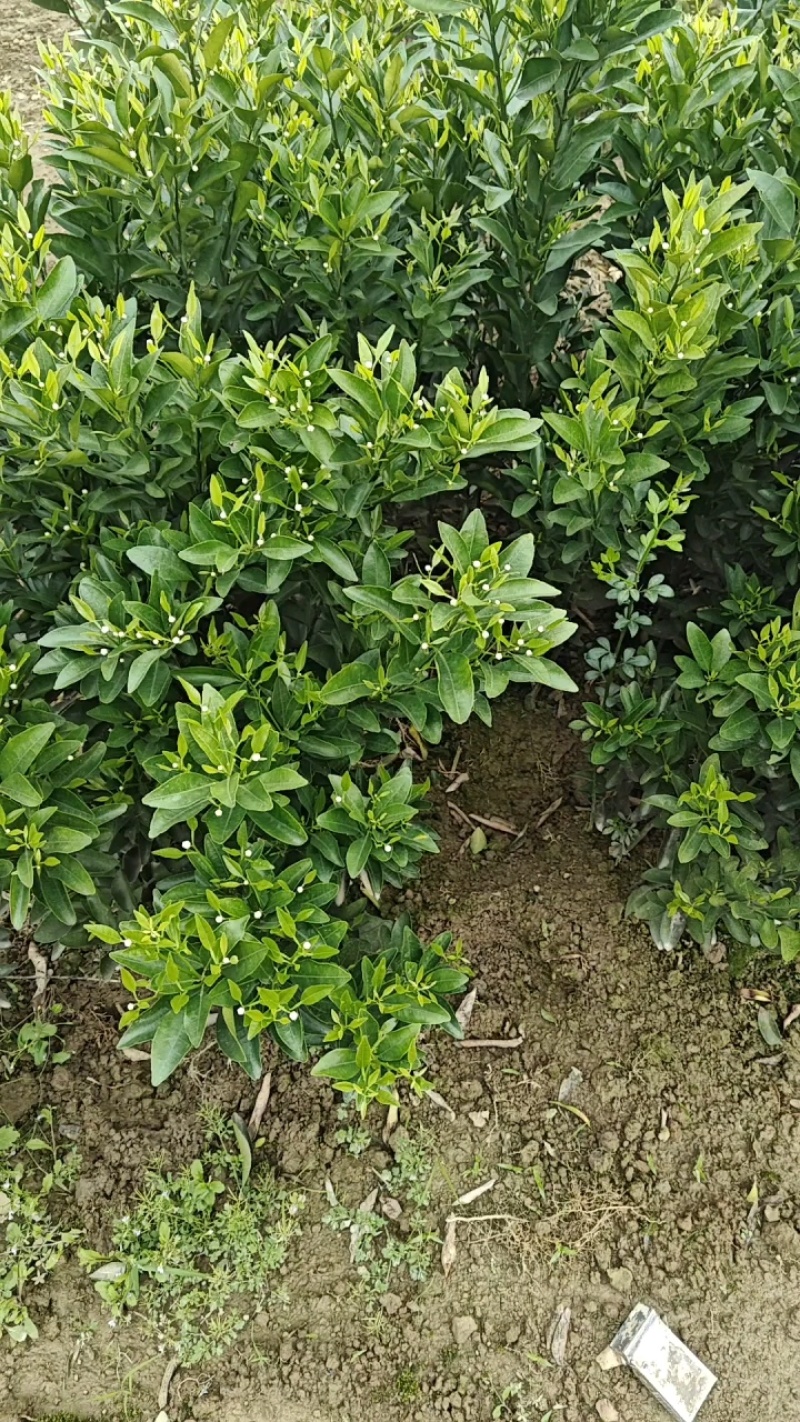 椪柑苗，