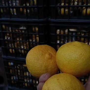 黄金7贡柚
