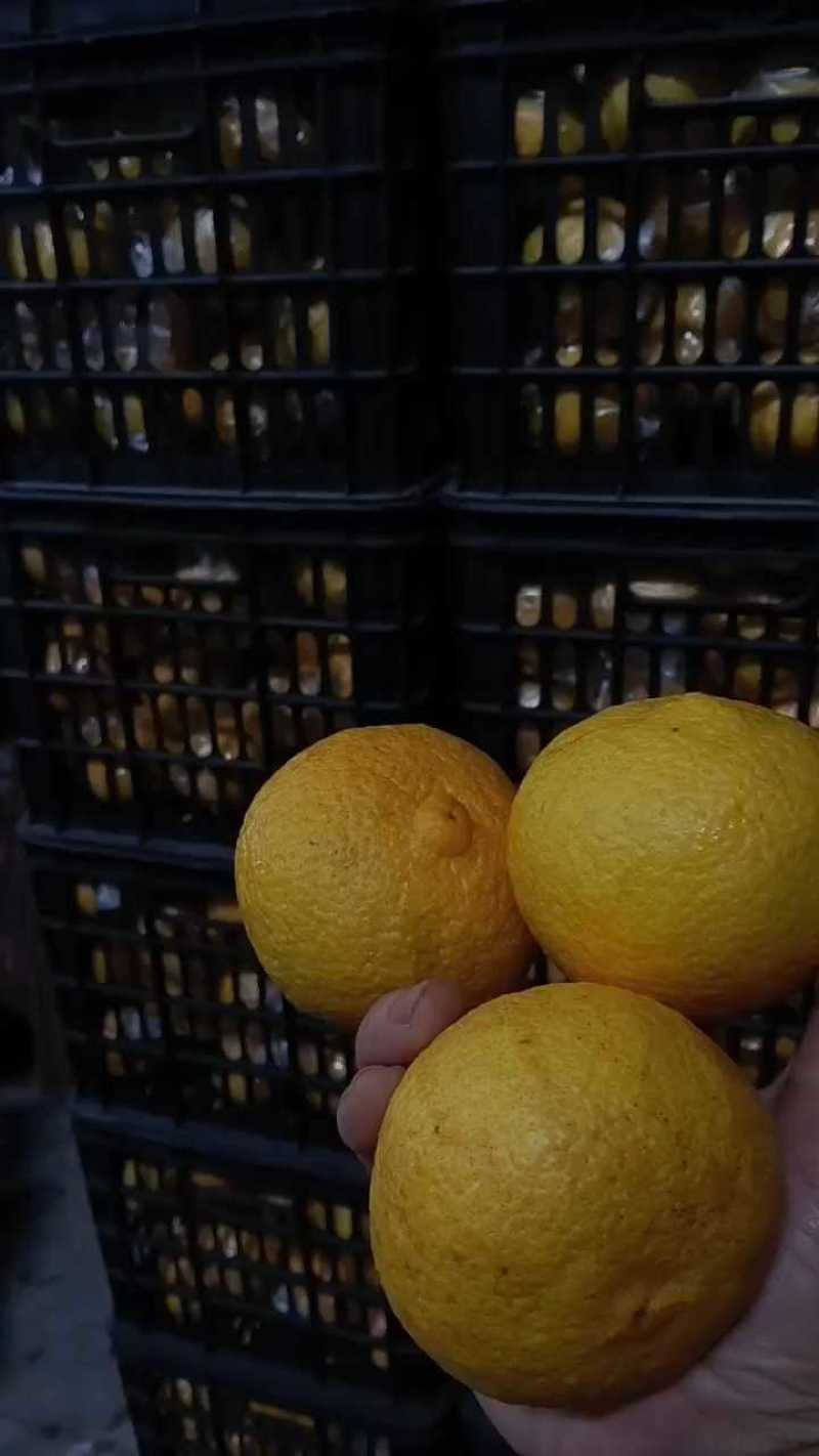 黄金7贡柚