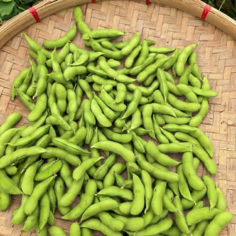绿宝石毛豆产地直销量大质优价格优惠一手货源欢迎采购