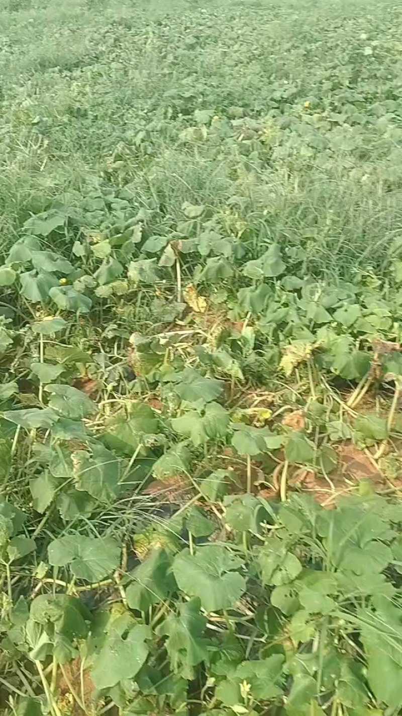 4月22日湛江贝贝南瓜，价格便宜！
