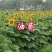 观赏玩具向日葵种子春夏四季播大瓜籽盆栽蔬菜葵花籽高产