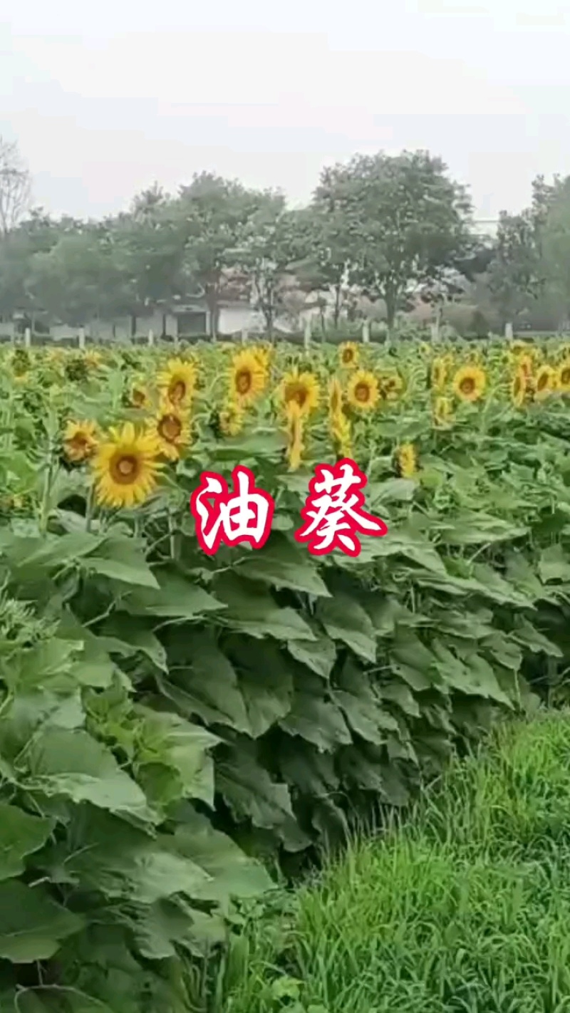 观赏玩具向日葵种子春夏四季播大瓜籽盆栽蔬菜葵花籽高产