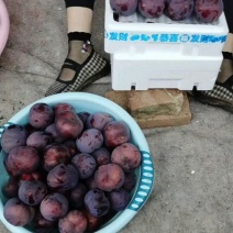 辽宁黑布林李子，果粉好，口感香脆酸甜口，耐储存，欢迎电联
