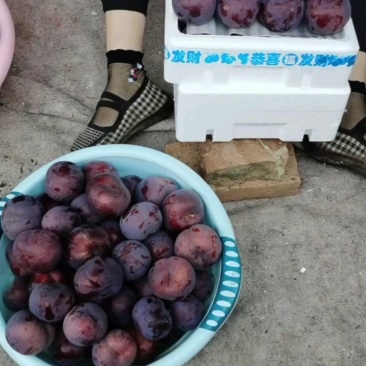 辽宁黑布林李子，果粉好，口感香脆酸甜口，耐储存，欢迎电联