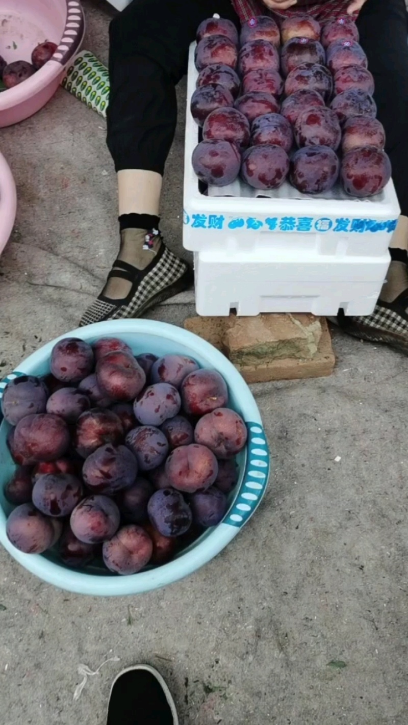辽宁黑布林李子，果粉好，口感香脆酸甜口，耐储存，欢迎电联
