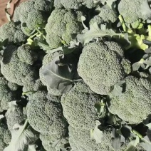 西兰花，精品，个头大小匀称，色泽亮丽，货原充足，价格美丽