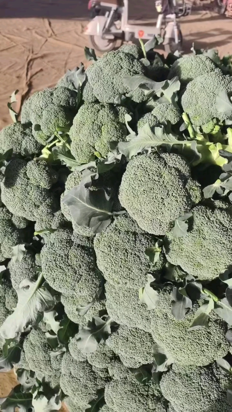 西兰花，精品，个头大小匀称，色泽亮丽，货原充足，价格美丽