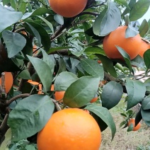 广西桂林精品沃柑产地直发货量充足量大从优