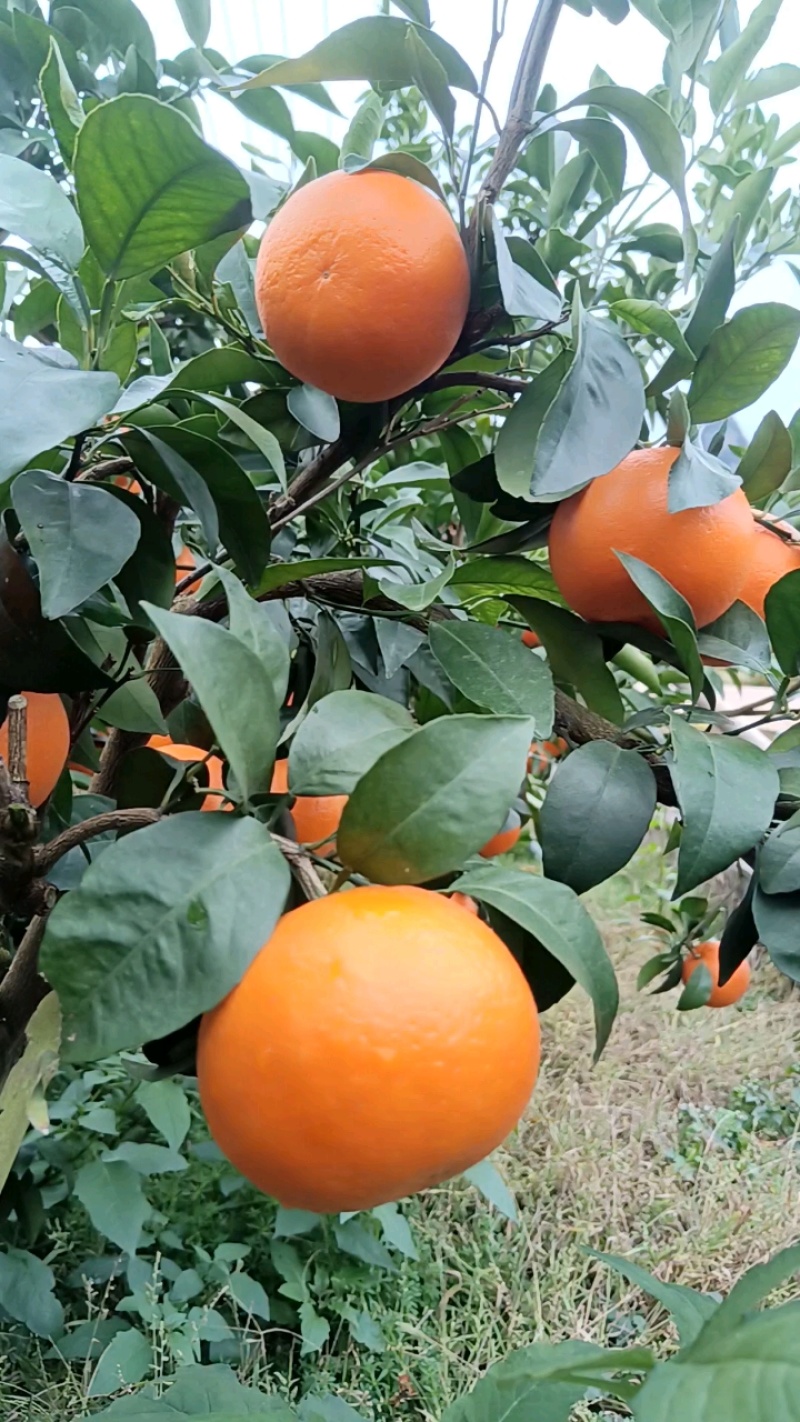 广西桂林精品沃柑产地直发货量充足量大从优