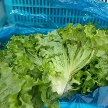 【荐】河北散叶生菜基地直供，好货源充足，支持视频看货