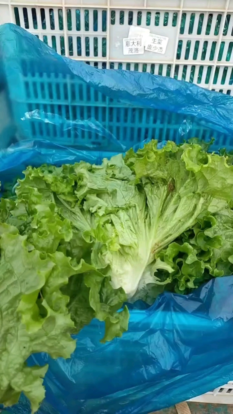 【荐】河北散叶生菜基地直供，好货源充足，支持视频看货