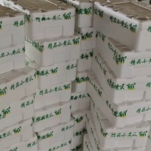 商丘宁陵自家大棚种植水果黄瓜条形好直溜长短都有各个级别都有