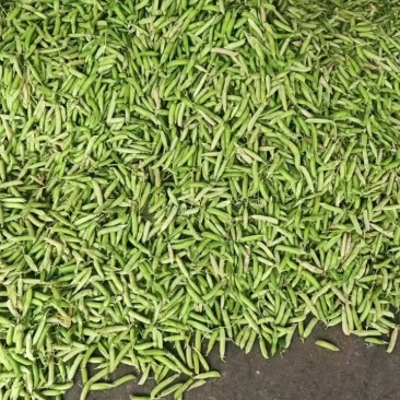 【推荐】豌豆荚青豌豆甜豌豆量大从优产地直销货源充足！