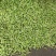 【推荐】豌豆荚青豌豆甜豌豆量大从优产地直销货源充足！