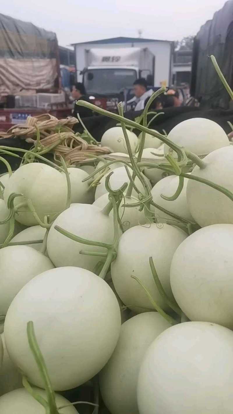 山东莘县玉菇甜瓜，电商一件代发对接社区团购全网接单售后低