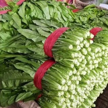 油麦菜30~35厘米以上有专业打包工人可提供打冷