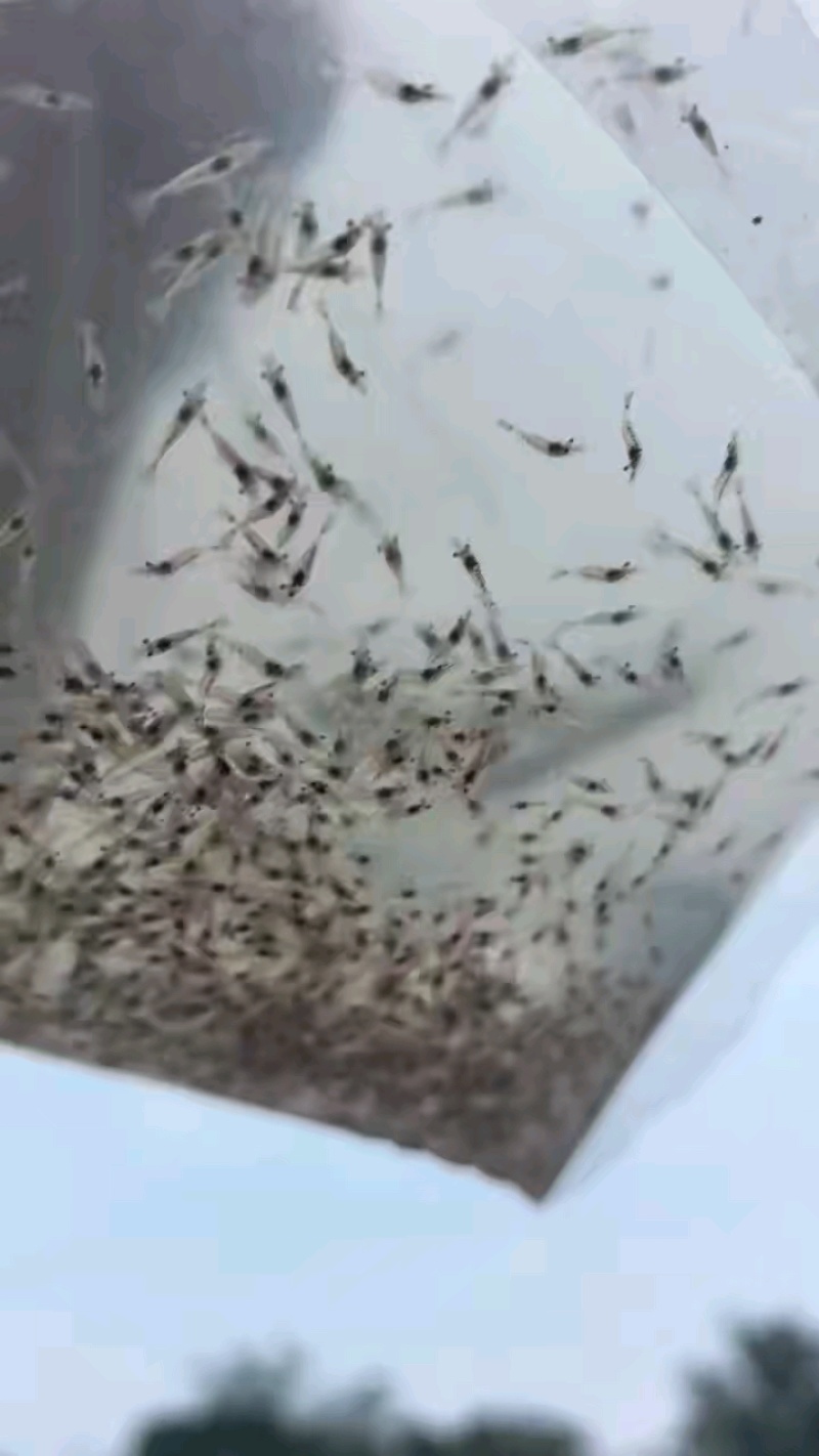 罗沼氏虾苗，大头虾苗，长臂虾苗，泰国虾苗，台湾虾苗可空运发货