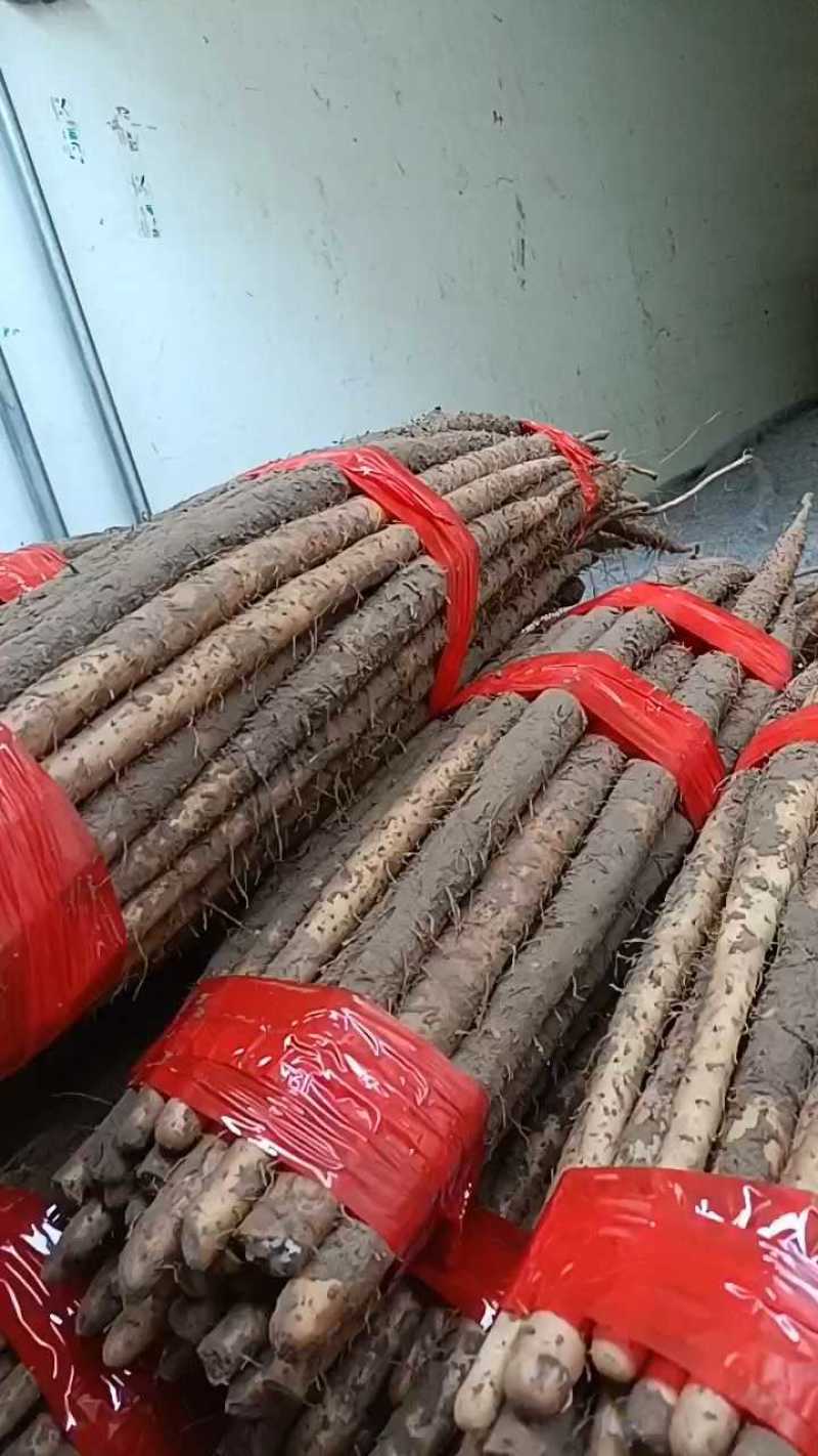 河北铁棍山药白玉山药小白嘴山药双棒山药麻山药