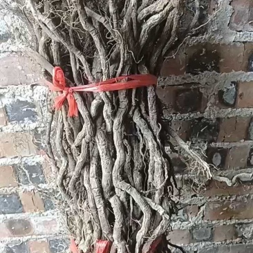 黑老虎根（过山风、钻骨风），正品、特级，药食同源