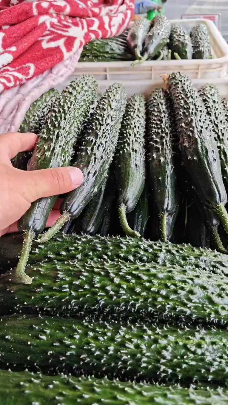 山东莘县亮条黄瓜，油亮扎手，单根4两！