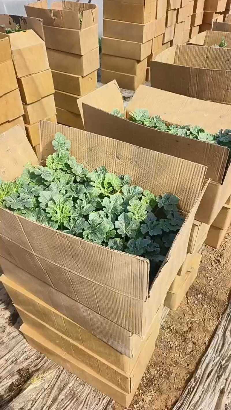 美都西瓜苗抗病，抗裂大红瓤口感好产量高市场价格好，不包邮