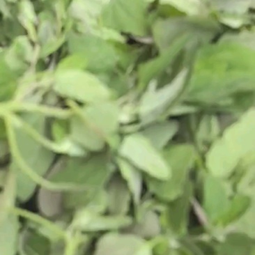 野生灰灰菜！量大从优！常年合作，质量可靠