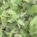 野生灰灰菜！量大从优！常年合作，质量可靠
