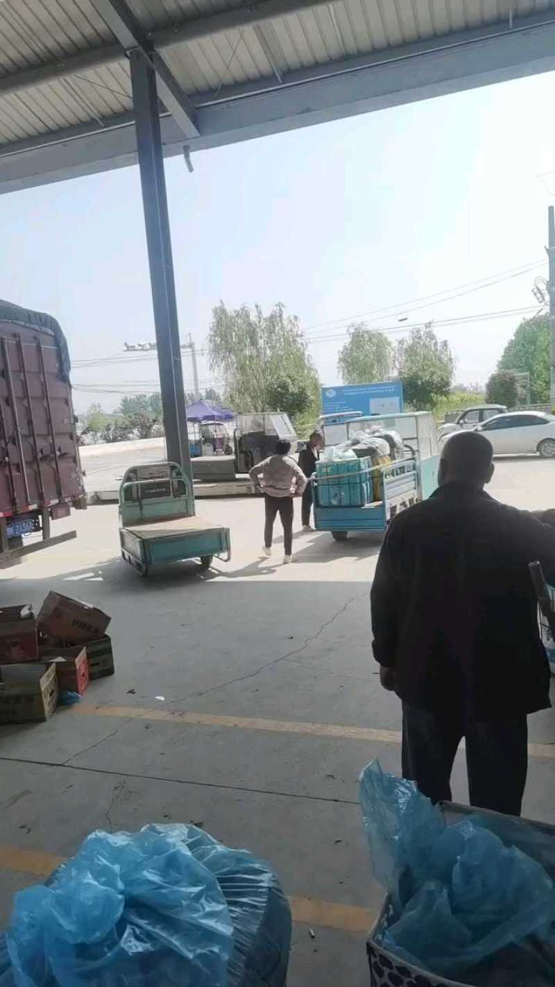 暖棚密刺黄瓜干花青瓤油瓜