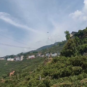 中华红橙/湖北秭归精品中华红橙鲜果批发，口感好、皮薄多汁