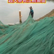 草鱼苗/鲩鱼苗半斤到一斤大草鱼大量批发
