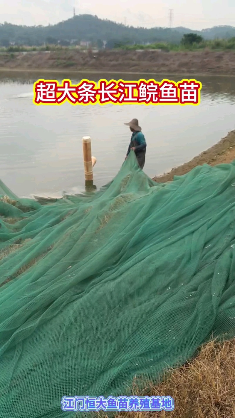 草鱼苗/鲩鱼苗半斤到一斤大草鱼大量批发
