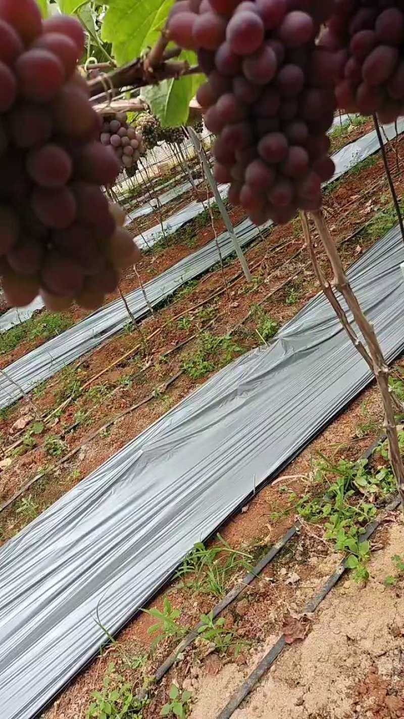 云南茉莉香，一公斤大串，跟季茉莉差不多！