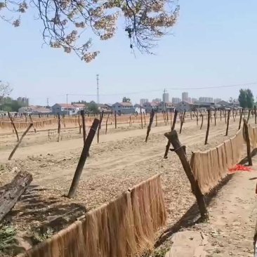 山东纯红薯粉条规格齐全厂家一手货源视频看货支持定做