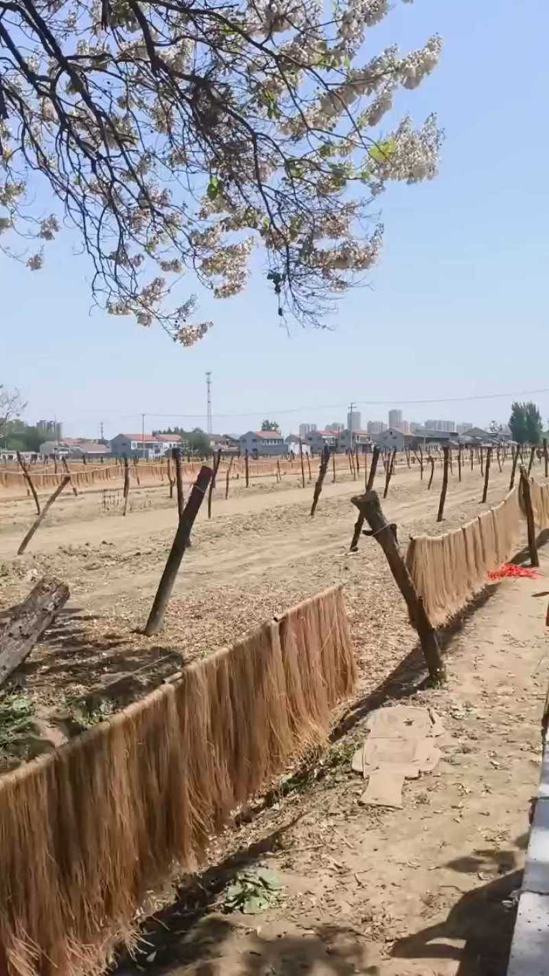 山东纯红薯粉条规格齐全厂家一手货源视频看货支持定做