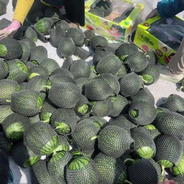 全美2K西瓜小糖丸西瓜保熟保甜产地直发一手货源量大质优