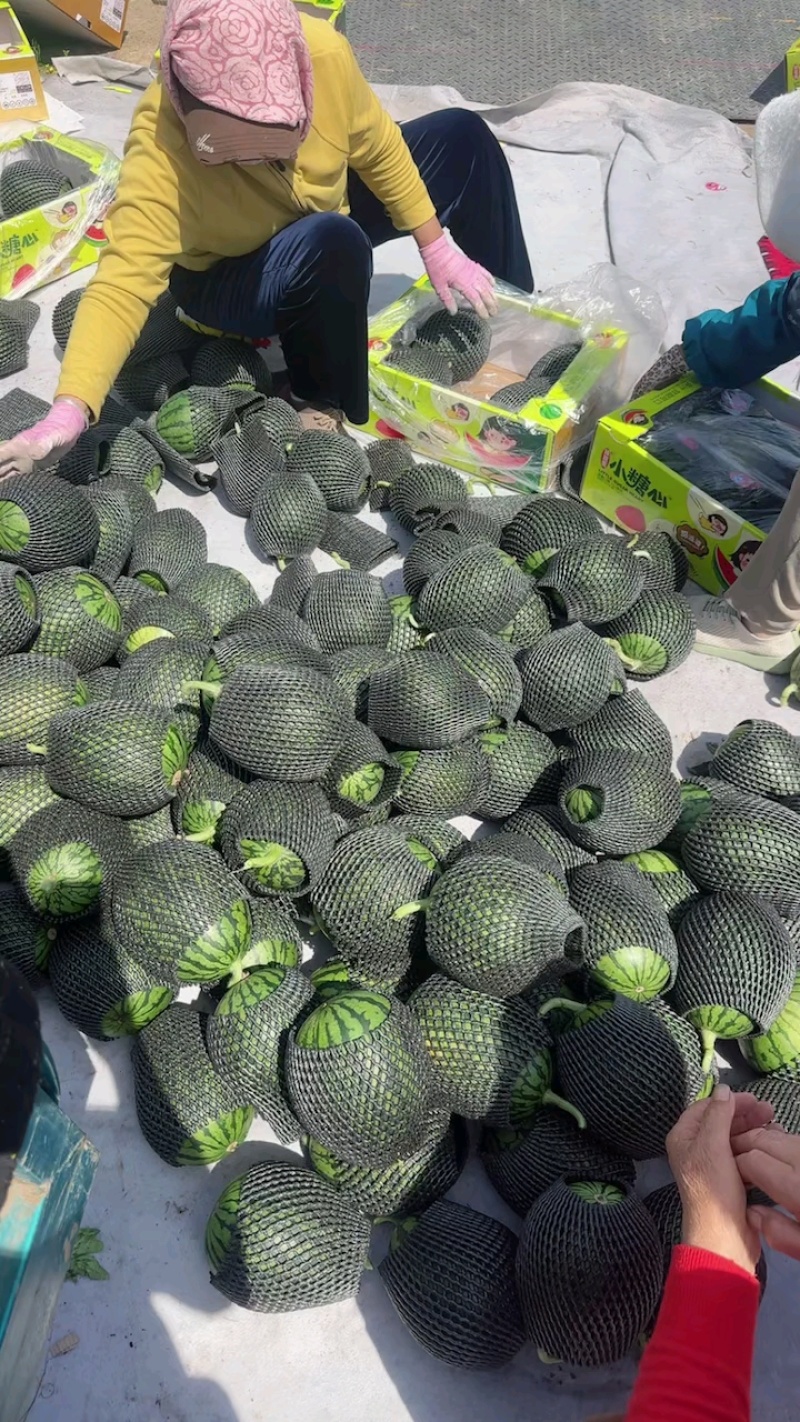 全美2K西瓜小糖丸西瓜保熟保甜产地直发一手货源量大质优