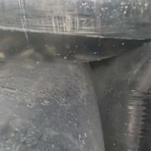 长期供应草鲩鱼苗草鱼苗草鱼水花供应耐低氧生长