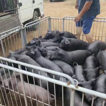 黑土仔猪厂家销售货源充足质量保证全国包邮包成
