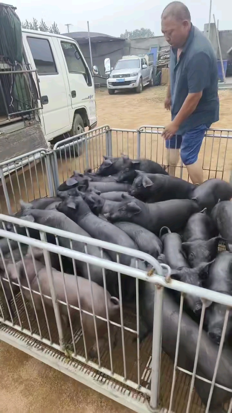 黑土仔猪厂家销售货源充足质量保证全国包邮包成
