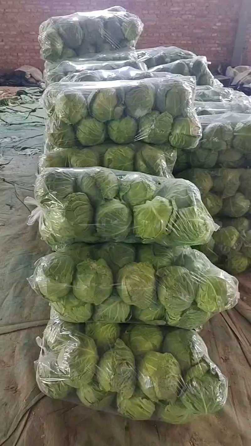 河南甘蓝，包菜个头均匀，产地直发，货源充足！欢迎来电