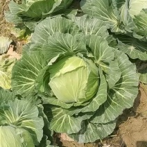 奥奇娜大量上市中常年供货产地直发24小时在线服务