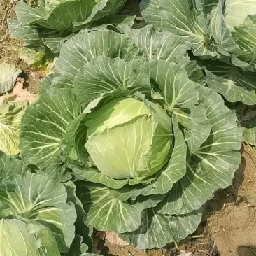 奥奇娜大量上市中常年供货产地直发24小时在线服务