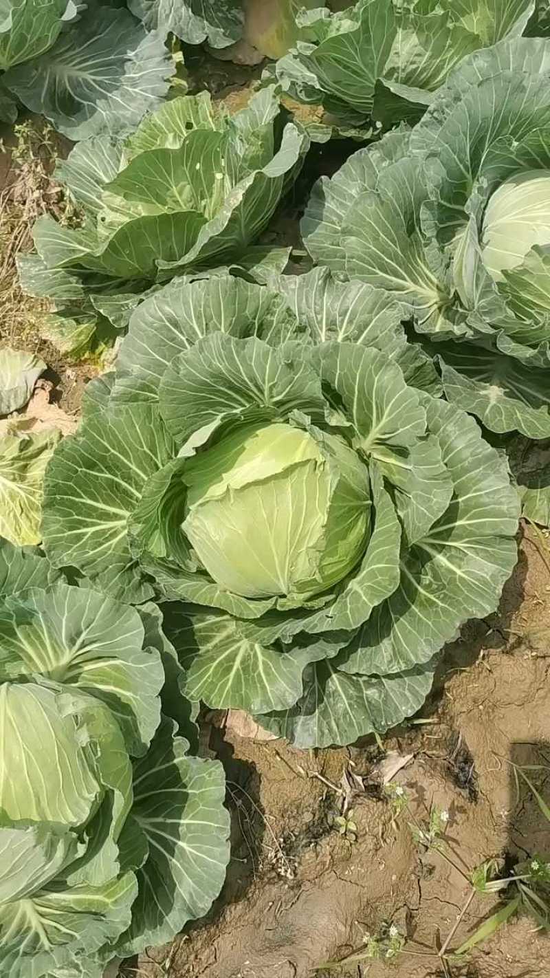 奥奇娜大量上市中常年供货产地直发24小时在线服务