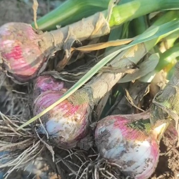 通许带节把蒜大量上市，品质好，规格五个以上，价格优