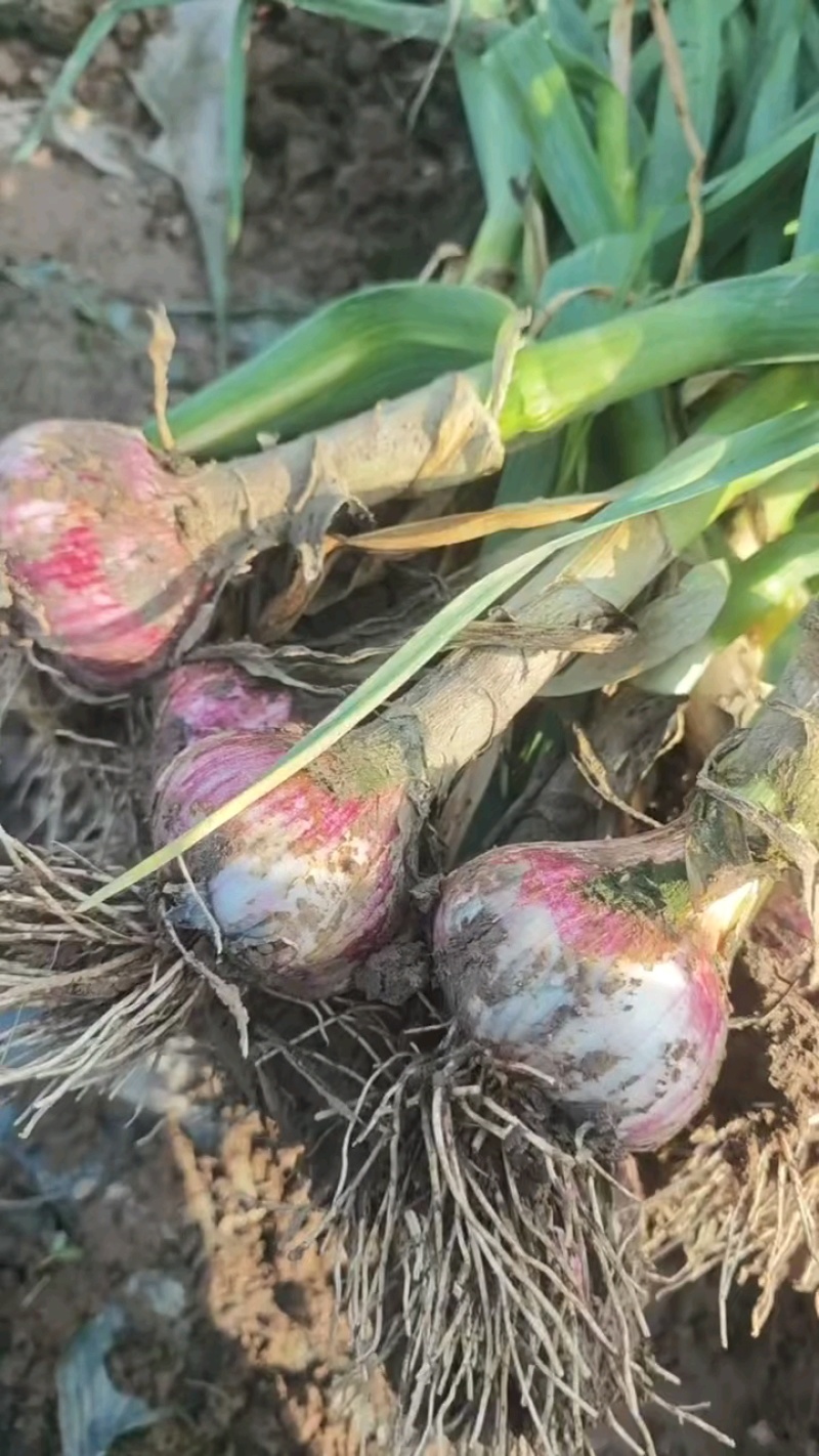 通许带节把蒜大量上市，品质好，规格五个以上，价格优