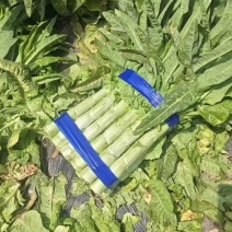 山东尖叶莴笋红尖叶莴笋莴苣现砍现发提供一条龙服务