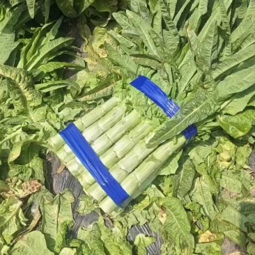 山东尖叶莴笋红尖叶莴笋莴苣现砍现发提供一条龙服务