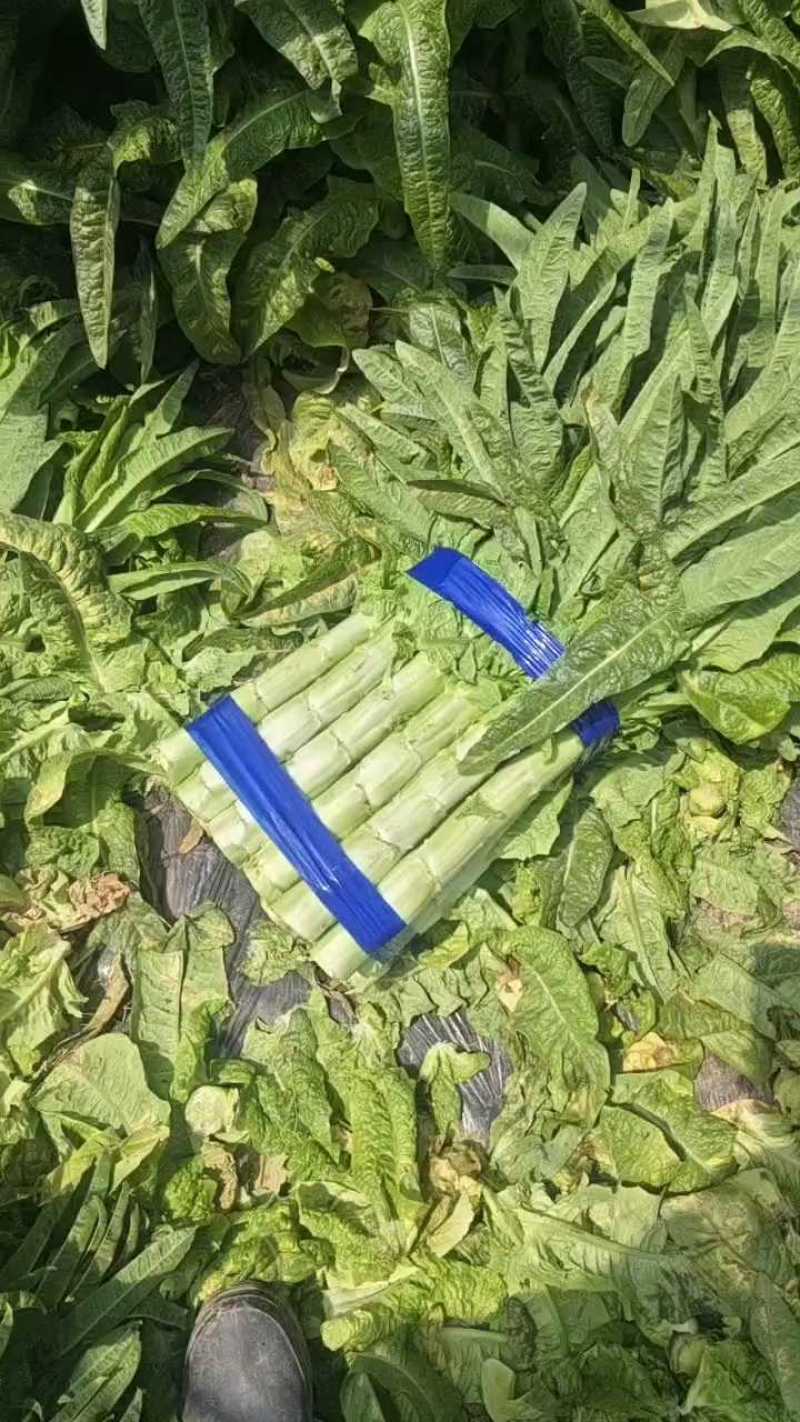 山东尖叶莴笋红尖叶莴笋莴苣现砍现发提供一条龙服务