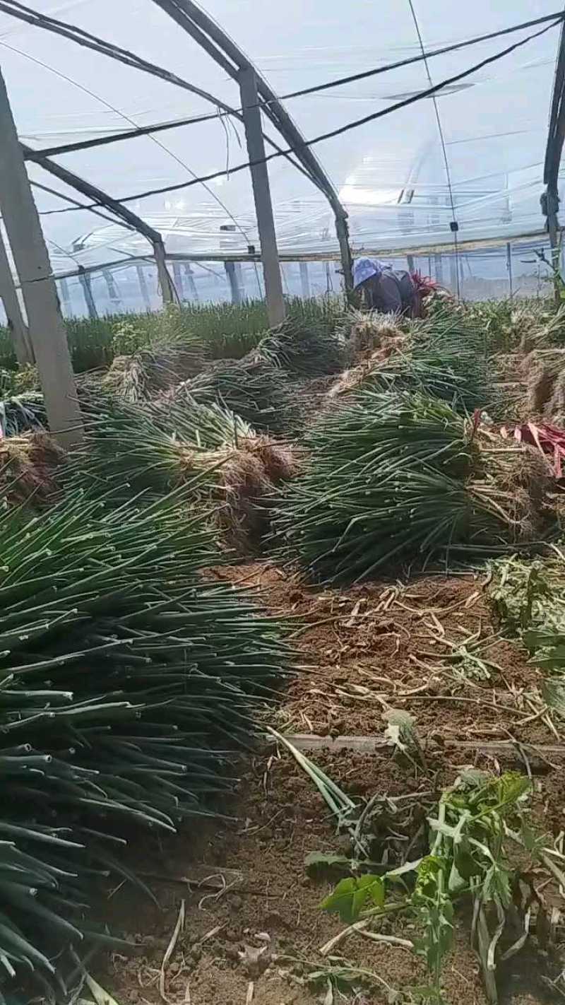 铁杆葱苗，品种齐全，抗病毒，抗涝抗热